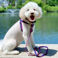 Load image into Gallery viewer, Color Market Dog Lead
