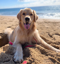 Load image into Gallery viewer, Color Market Dog Lead
