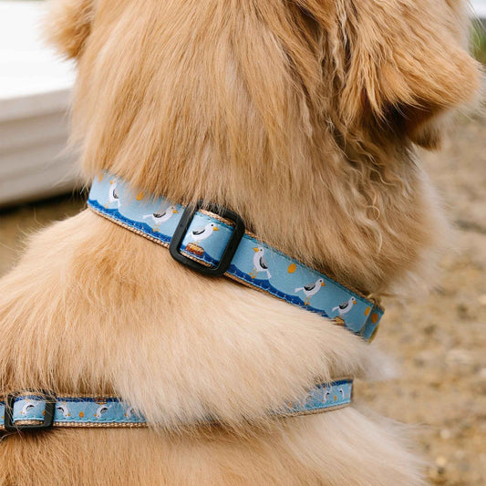 Up Country Gull Watch Cast Brass Dog Collar