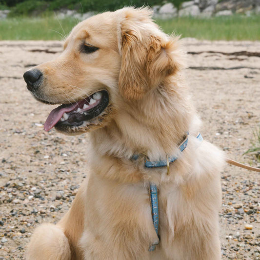 Up Country Gull Watch Dog Cast Brass Dog Harness