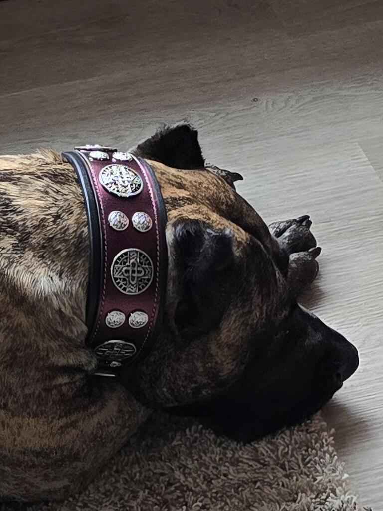 The "Hektor" Burgundy Collar LIMITED