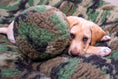 Load image into Gallery viewer, HuggleCause™, Warrior Canine Connection, Camouflage HuggleFleece® Plush Ball Dog Toy - image 6
