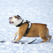 Reflective Bling Rhinestone Bow Dog Harness