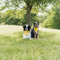 Load image into Gallery viewer, Daisy Yellow Bandana
