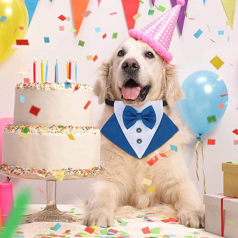 Tuxedo Bow Tie Buckle Collar