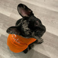 Load image into Gallery viewer, Hairmes Paris Designer Dog T-Shirt 
