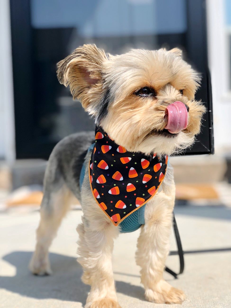Halloween Candy Corn