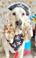 Load image into Gallery viewer, Halloween Dog Bandana Jolly Roger Skull
