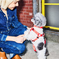 Load image into Gallery viewer, Dog Harness Kit. 
