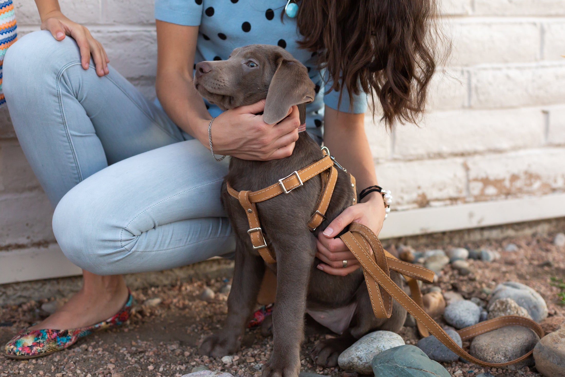 Step In Leather Dog Harness - image 7