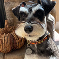 Load image into Gallery viewer, Harvest Time Small Breed Dog Collar
