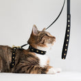 Load image into Gallery viewer, Heart of Gold Cat Harness Set
