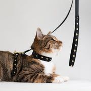 Heart of Gold Cat Harness Set