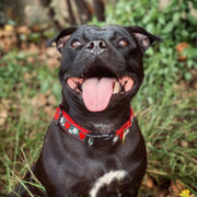 Hearts and Flowers Dog Collar