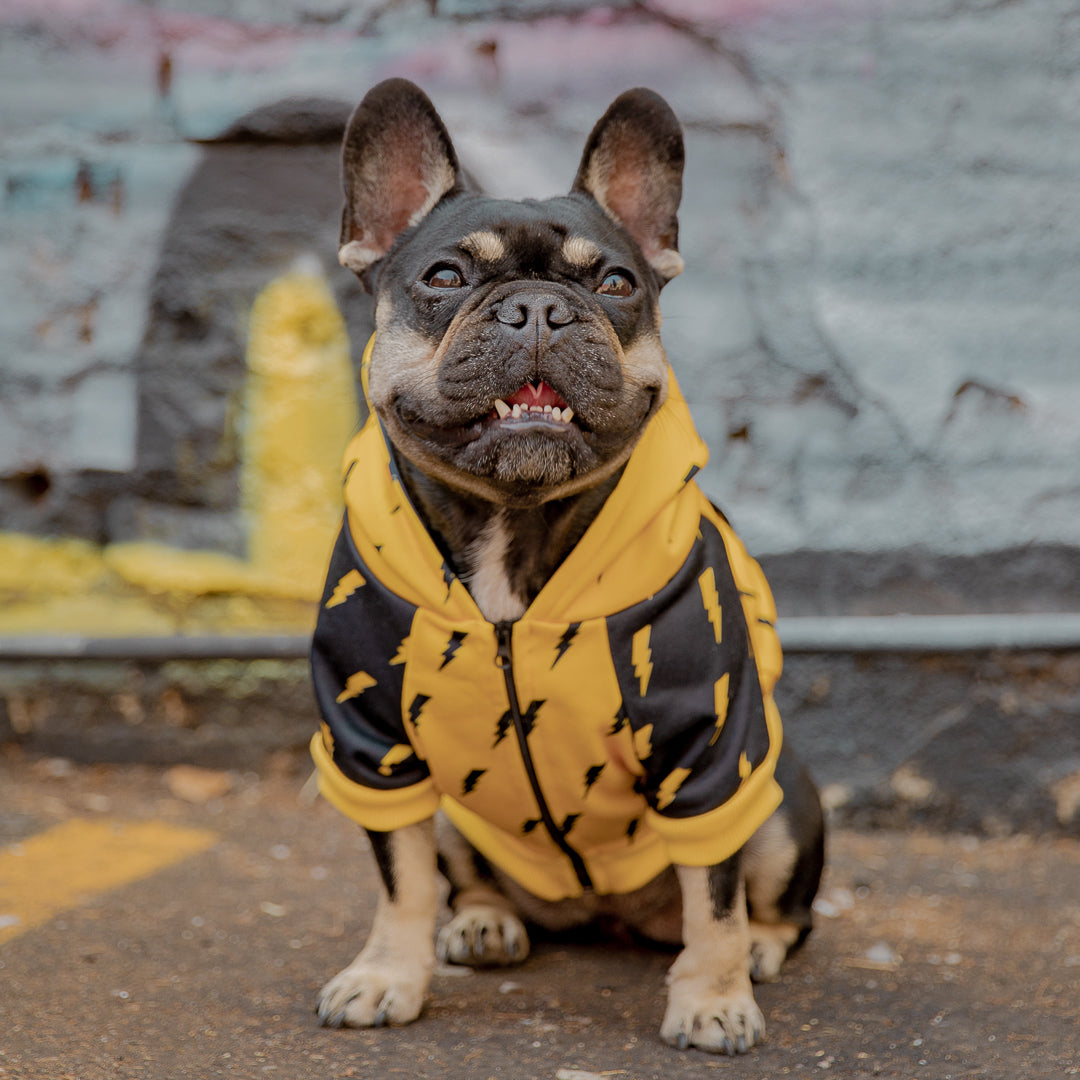 Pawgwarts Hoodie - Southlake Paws