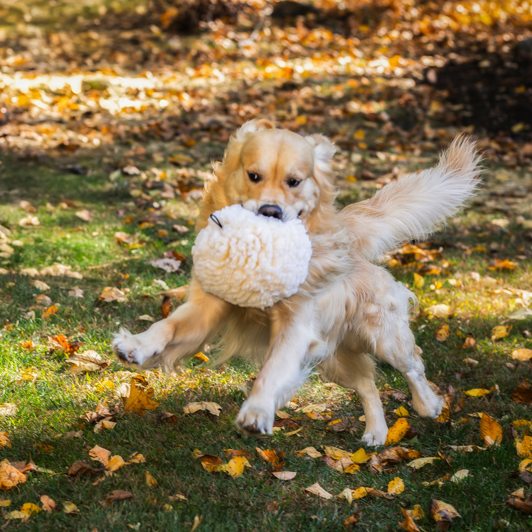 HuggleFleece® Plush Ball Dog Toy - image 4