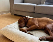 Hugo Futon Himalayan