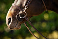 Load image into Gallery viewer, Huntley Equestrian Sedgwick Fancy Stitched Bridle with Cheek Clips and Reins
