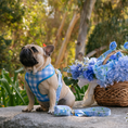 Load image into Gallery viewer, Frenchie Duo Reversible Harness - Hydrangea
