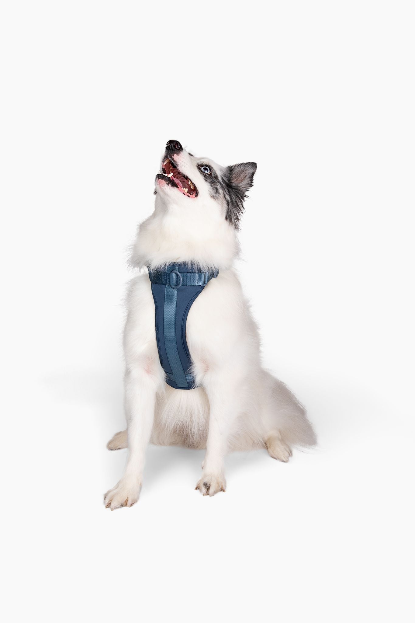 Harness - Southlake Paws
