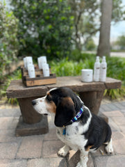 TKC Evil Eye Beaded Dog Collar