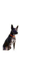 Load image into Gallery viewer, TKC Morocco Beaded Dog Collar
