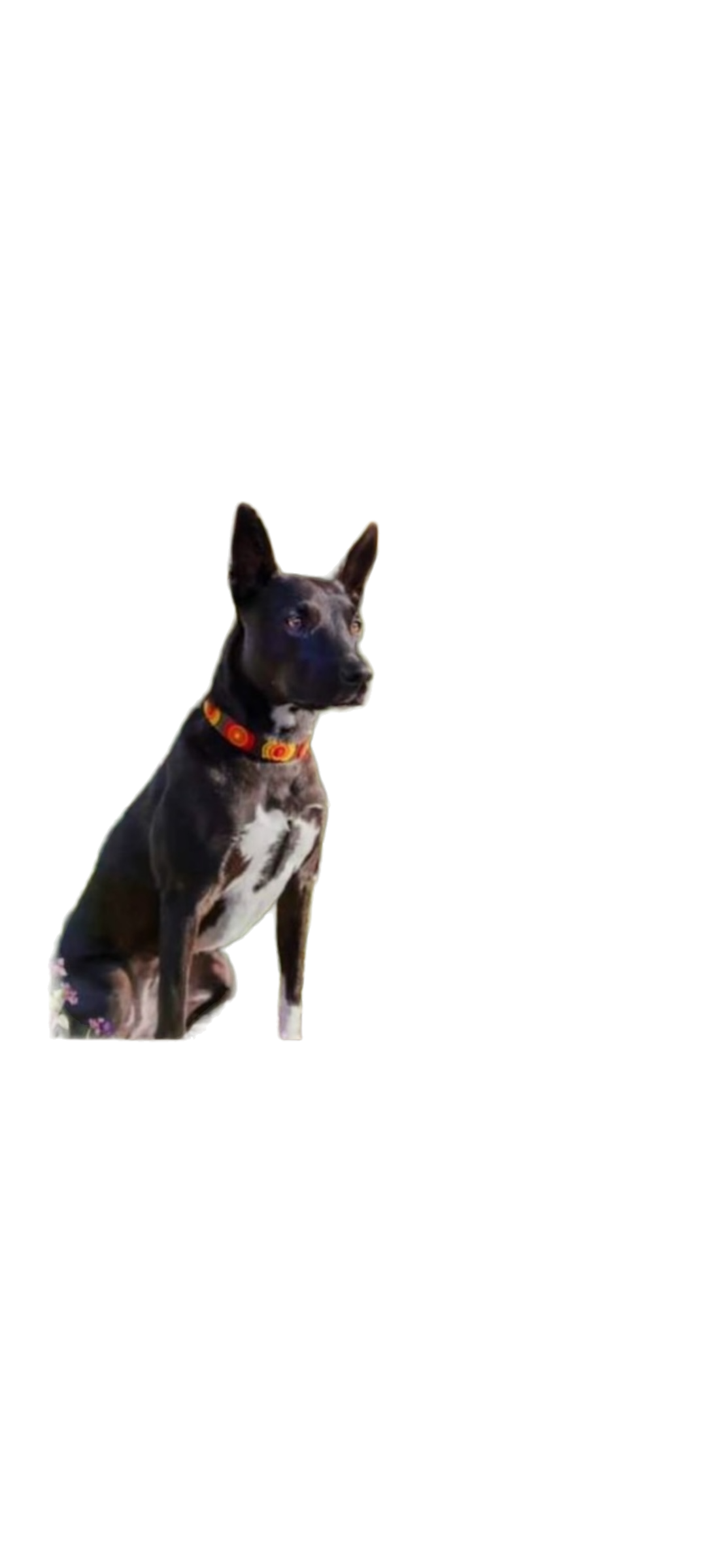 TKC Morocco Beaded Dog Collar