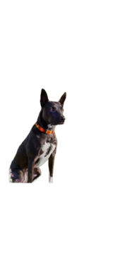 TKC Morocco Beaded Dog Collar