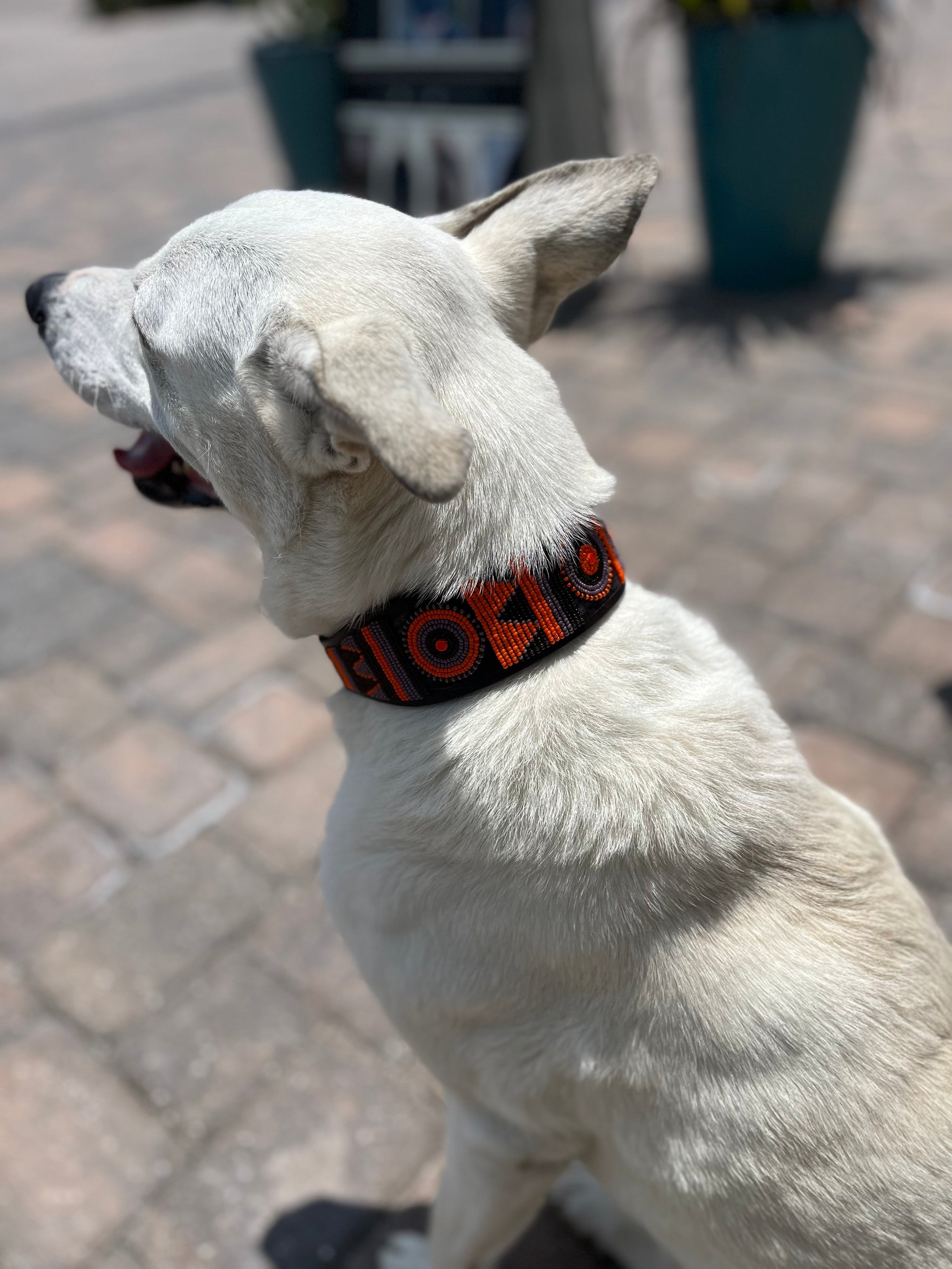 TKC Marula Beaded Dog Collar