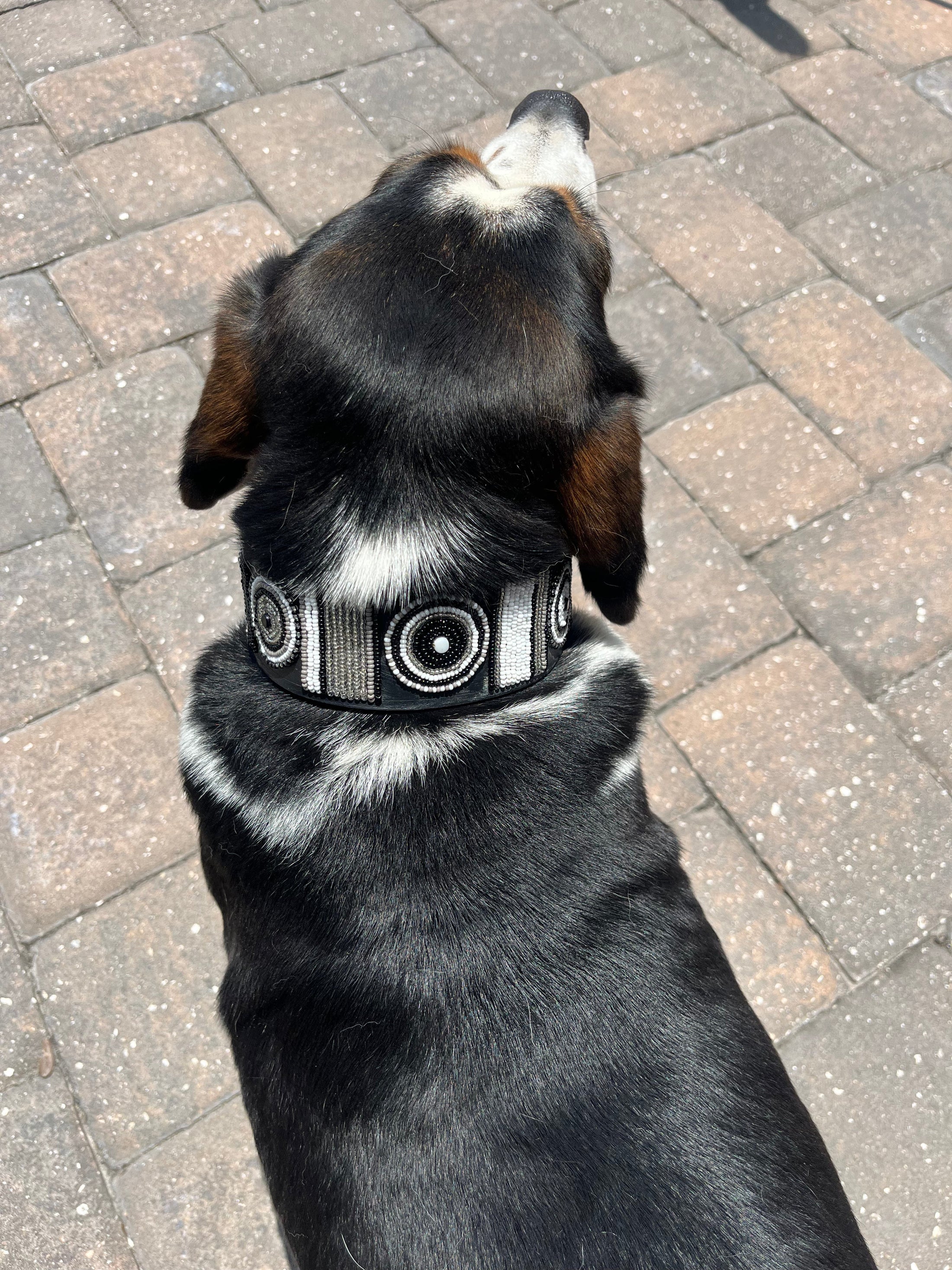 TKC Shades of Grey Beaded Dog Collar