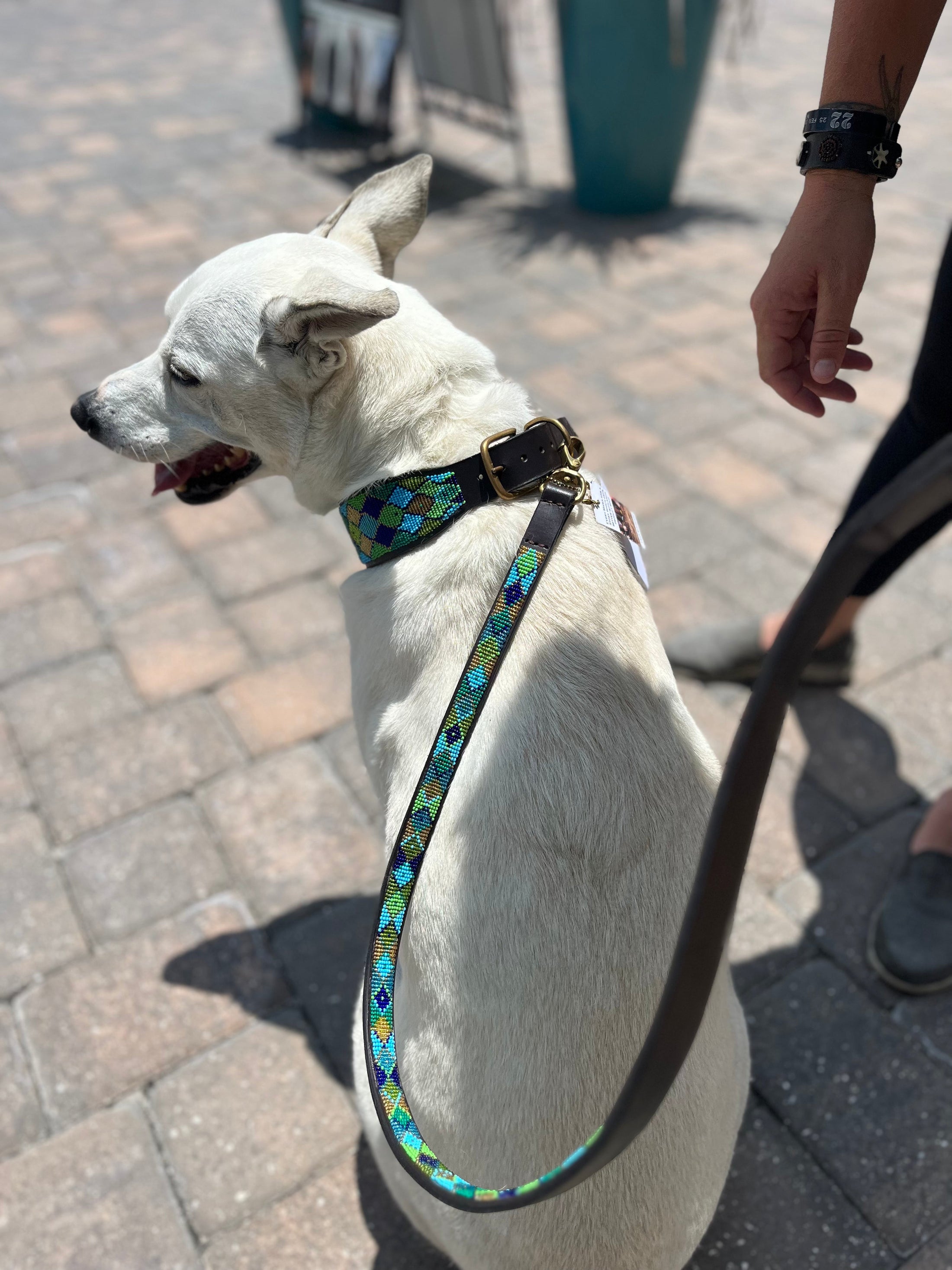 TKC Peacock Argyle Beaded Dog Lead