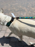 Load image into Gallery viewer, TKC Peacock Argyle Beaded Dog Collar
