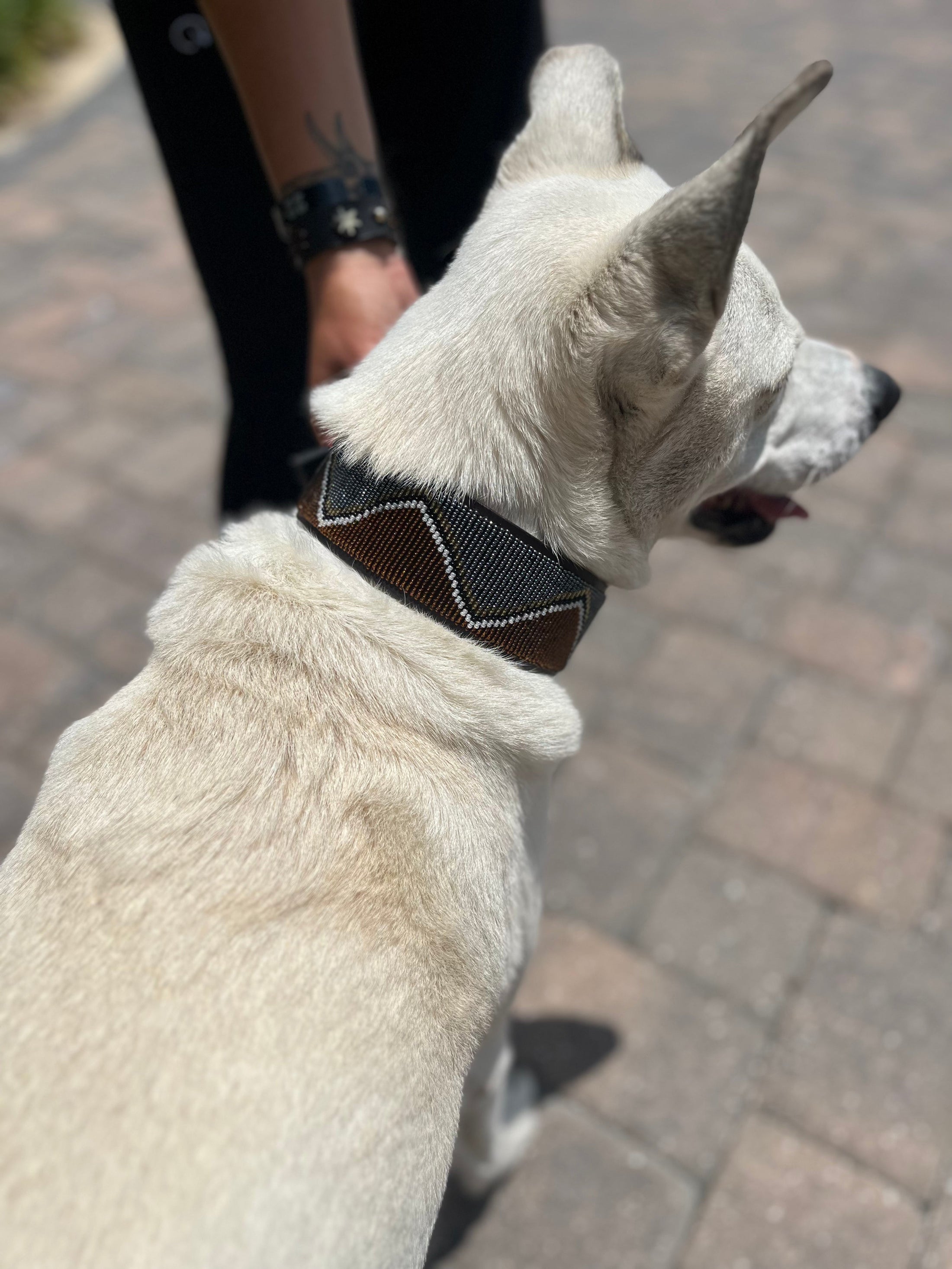 TKC Nairobi Beaded Dog Collar