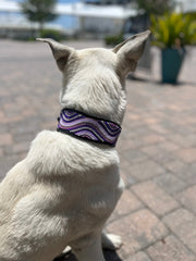 TKC The Purple Wave Beaded Dog Collar