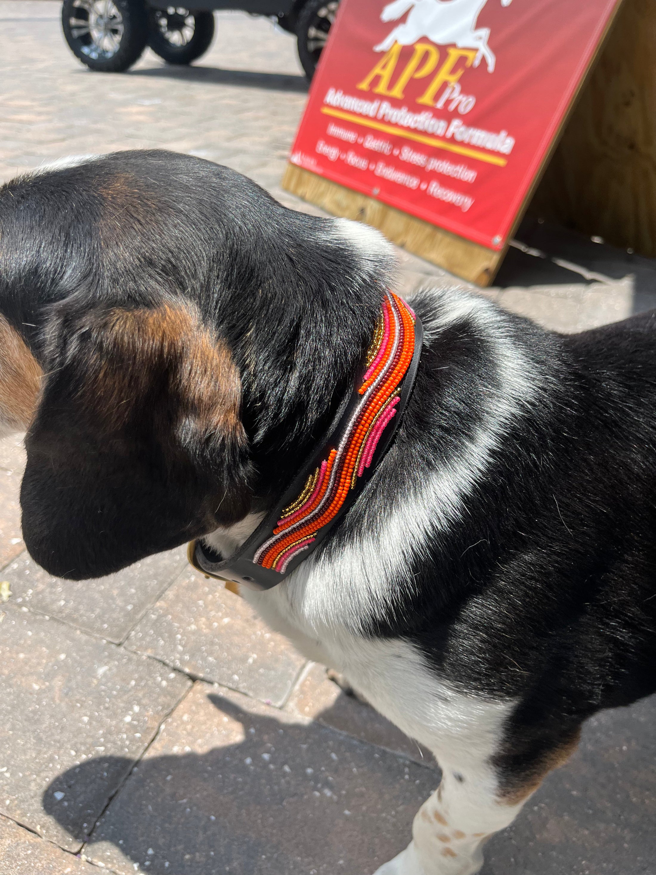 TKC The Groove Beaded Dog Collar