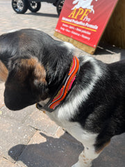 TKC The Groove Beaded Dog Collar