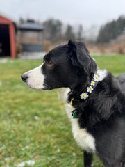 TKC Daisies Beaded Dog Collar