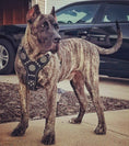 Load image into Gallery viewer, The "Maximus" Dogs and pets silver harness
