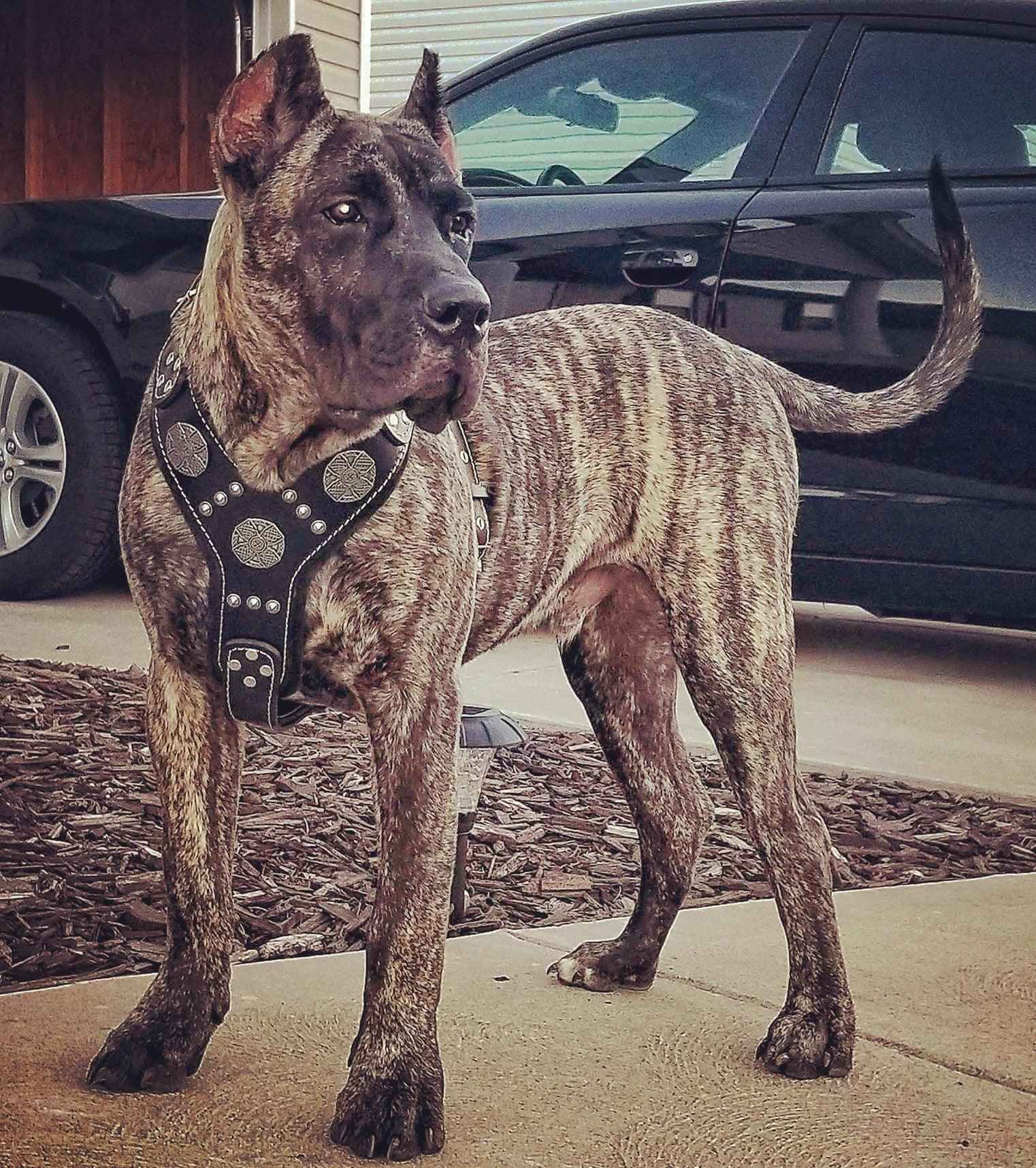 The "Maximus" Dogs and pets silver harness