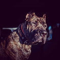 Load image into Gallery viewer, The unique "General" leather dog collar for big dogs
