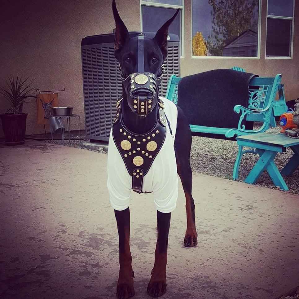 'Maximus'' Basket Muzzle Black & Gold