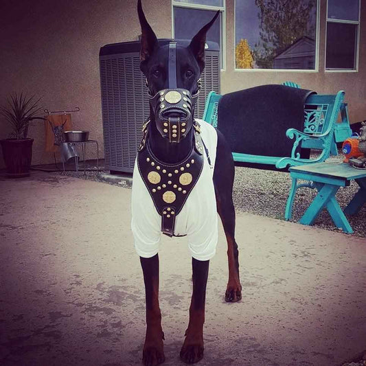 Maximus'' Basket Muzzle Black & Gold by Bestia Dog Gear