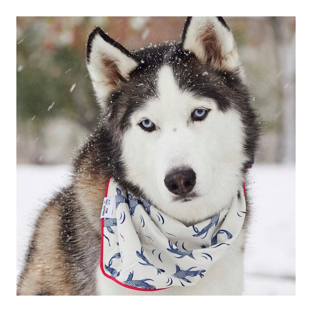 Marlowe Dog Bandana