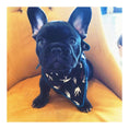 Load image into Gallery viewer, Alex Dog Bandana
