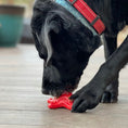 Load image into Gallery viewer, Starfish Nylon Dog Chew Toy for Aggressive Chewers | USA Made | SodaPup
