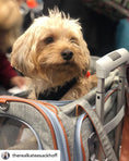 Load image into Gallery viewer, Mr. Peanut's Platinum Series Expandable Pet Carrier
