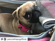 Mr. Peanut's Gold Series Standard Size Airline Compliant Pet Carrier
