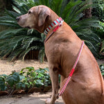 Loop Dog Leash