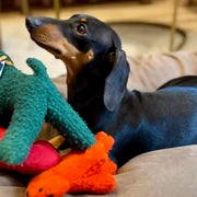 Brown Fausta Dog Toy