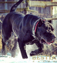 Load image into Gallery viewer, The unique "General" leather dog collar for big dogs
